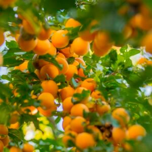 Ripe apricots hanging on a tree branch